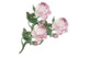 Брошь Русские самоцветы Роза Зимнего Дворца 72,84 г, серебро 925