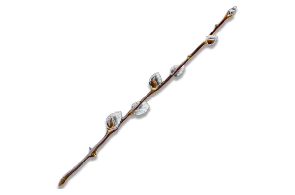 Брошь Русские самоцветы Верба 10,9 г, серебро 925