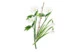 Брошь Русские самоцветы Верба 11,16 г, серебро 925