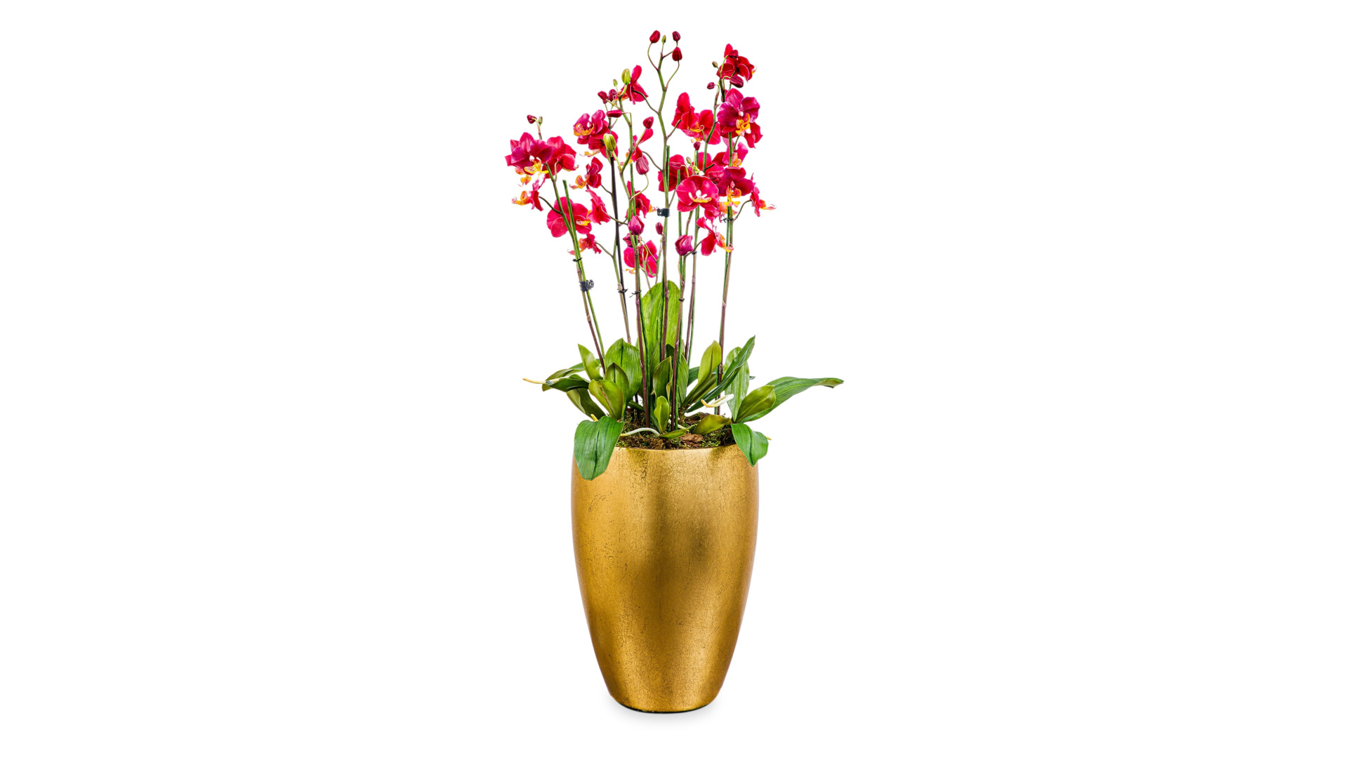Композиция Орхидея Фаленопсис из холодного фарфора (8 веток с листьями)
