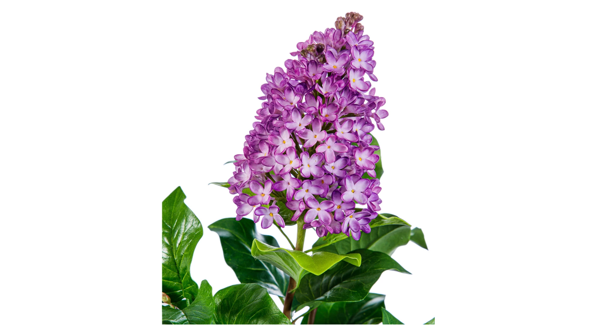 Ветка сирени из холодного фарфора в деревянной вазе