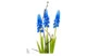 Композиция из холодного фарфора Мускари в букете, 3 шт