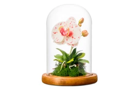 Орхидея фаленопсис из холожного фарфора в куполе H16