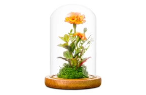 Бархатец из холодного фарфора в куполе H16