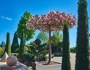 Программа от Imperial Garden